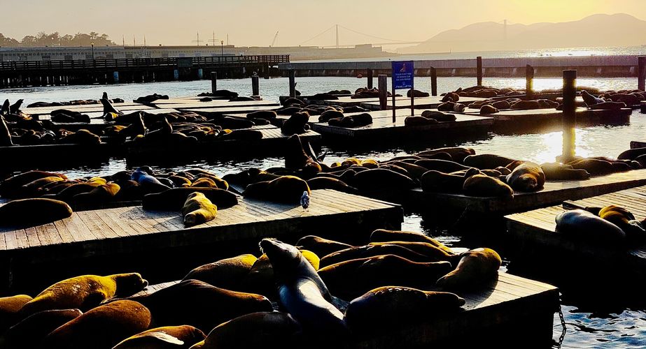 Zee olifanten Piedras Blancas